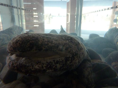 おびひろ動物園ホームページ